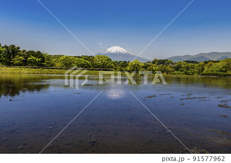 静岡県小山町、田植シーズンの春の棚田と残雪の富士山 静岡県小山町、田植シーズンの春の棚田と残雪の富士山 91577962