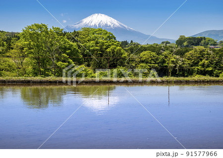 静岡県小山町、田植シーズンの春の棚田と残雪の富士山 静岡県小山町、田植シーズンの春の棚田と残雪の富士山 91577966