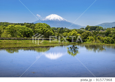 静岡県小山町、田植シーズンの春の棚田と残雪の富士山 91577968