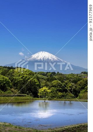 静岡県小山町、田植シーズンの春の棚田と残雪の富士山 静岡県小山町、田植シーズンの春の棚田と残雪の富士山 91577969