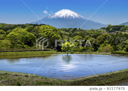 静岡県小山町、田植シーズンの春の棚田と残雪の富士山 91577970