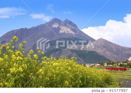 湯布院　由布岳と菜の花畑を走る赤い列車 91577997