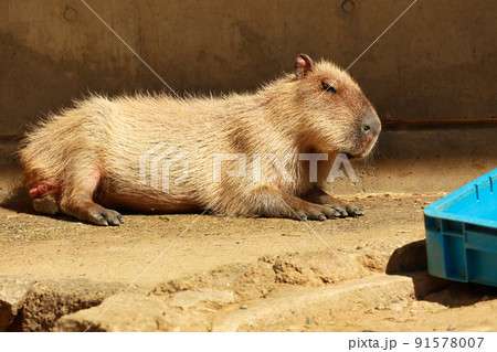 もふもふしたのんびりしている可愛いカピバラの写真素材 もふもふしたのんびりしている可愛いカピバラの写真素材