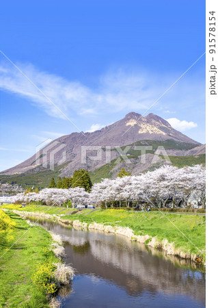 湯布院 桜並木と菜の花と由布岳 湯布院 桜並木と菜の花と由布岳 91578154