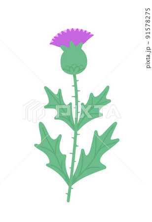 Milk thistle flower bud on a stem with leaves. Vector flat illustration isolated on white background. Milk thistle flower bud on a stem with leaves. Vector flat illustration isolated on white background. 91578275