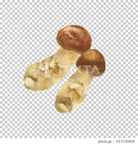 Autumn taste Matsutake mushrooms 91578409