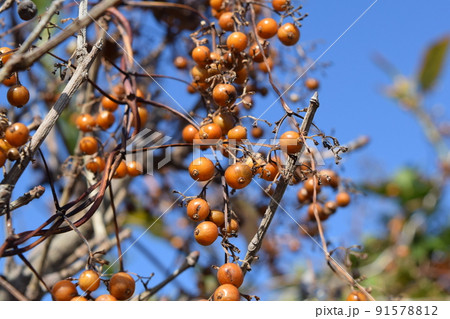 ヘクソカズラの実 91578812