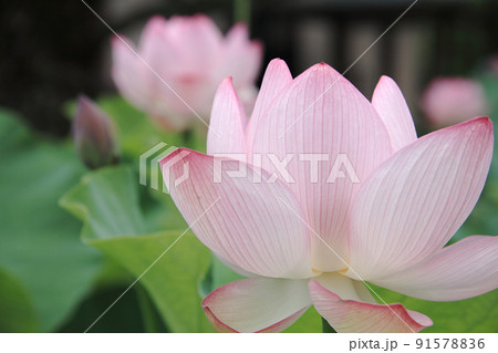 古代蓮 古代蓮 91578836