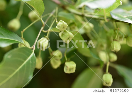 マユミの実 マユミの実 91579100