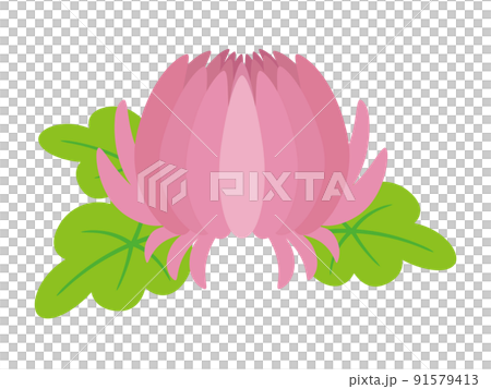 Pink chrysanthemum 91579413