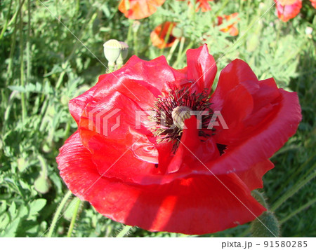 Blooming poppies flower garden summer red. Opium, wild field Blooming poppies flower garden summer red. Opium, wild field 91580285