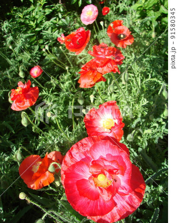Beautiful field red poppies with selective focus. soft light. Natural drugs. Glade of red poppies. Lonely poppy. 91580345