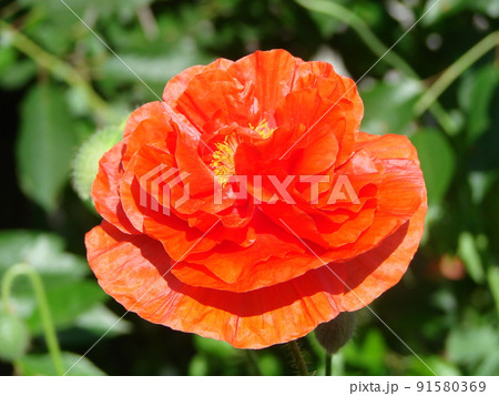 Red Poppy Flowers with a Bee and Wheat Fields on the Background. 91580369