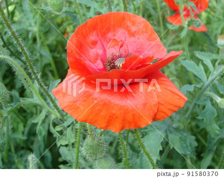 Red Poppy Flowers with a Bee and Wheat Fields on the Background. Red Poppy Flowers with a Bee and Wheat Fields on the Background. 91580370