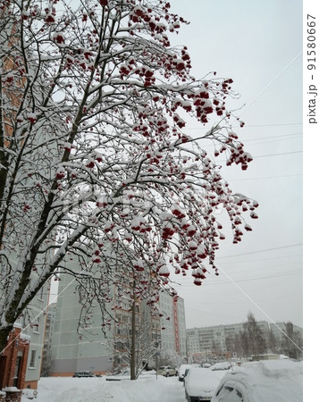 Winter rowan 91580667
