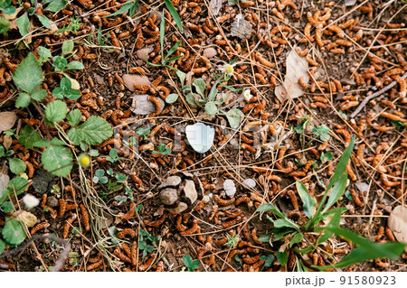 Piece of eggshell lies on the ground among green grass and birch catkins 91580923