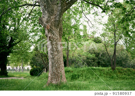 Large branchy plane tree on a green lawn in the park 91580937
