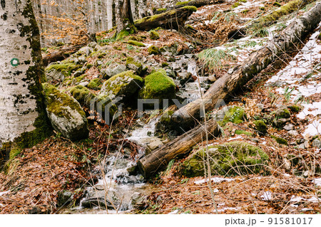 Stream of water runs down a hill in the Biogradska Gora park. Montenegro 91581017