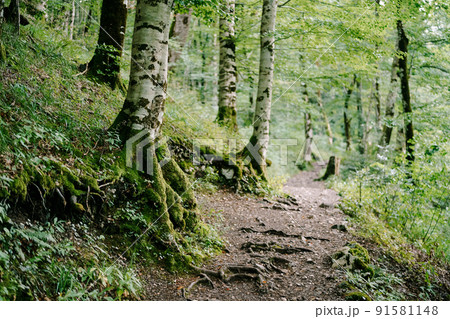 Trees along the path in the Biogradska Gora park. Montenegro 91581148