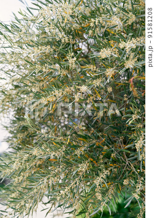 Green branches of an olive tree with yellow flowers. Close-up Green branches of an olive tree with yellow flowers. Close-up 91581208