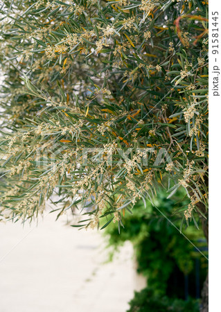 Yellow blooming olive tree. Close-up Yellow blooming olive tree. Close-up 91581445