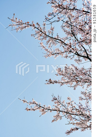 Blooming pink branches against the blue sky. Close-up 91581659