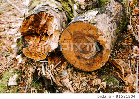 Sawed tree trunks in the Biogradska Gora National Park. Montenegro 91581904
