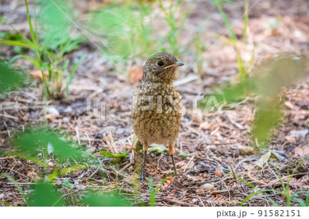The common redstart, Phoenicurus phoenicurus, young bird, is sitting on a ground against a blurred background. The common redstart, Phoenicurus phoenicurus, young bird, is sitting on a ground against a blurred background. 91582151