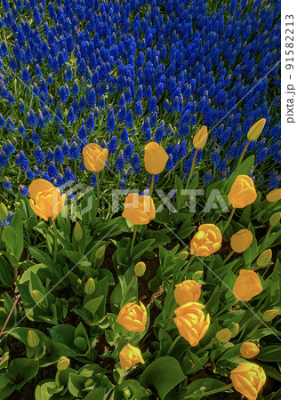 Natural background of beautiful summer tulips. spring tulips Natural background of beautiful summer tulips. spring tulips 91582213