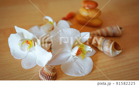 large white orchid flowers on a brown background large white orchid flowers on a brown background 91582225