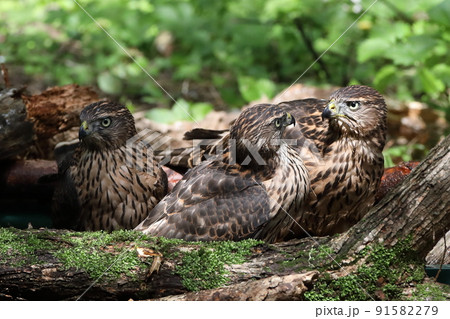 オオタカの幼鳥 91582279