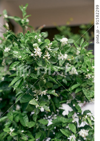 White flowers among green foliage on a tangerine tree 91582299