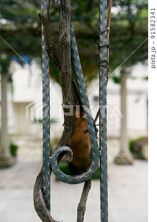 Vine is woven over a wrought iron fence. Close-up 91582341