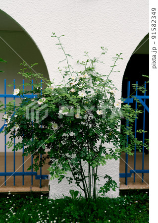 Green flowering bush of pink camellia near the arch of the house and a blue forged fence 91582349