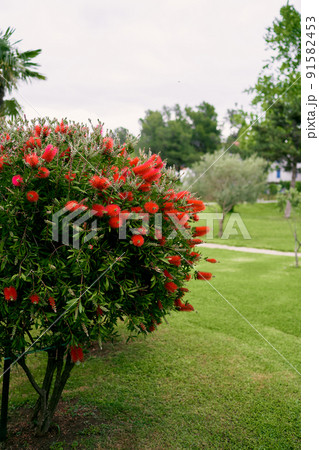 Beautiful manicured green callistemon bush with red flowers 91582453