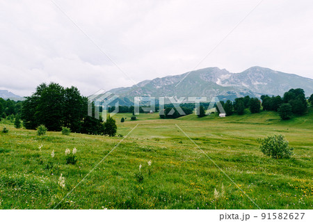 Green meadows with mountains in the background in Durmitor National Park 91582627