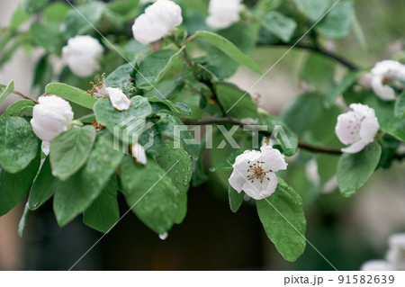 Blooming quince tree with raindrops on leaves Blooming quince tree with raindrops on leaves 91582639