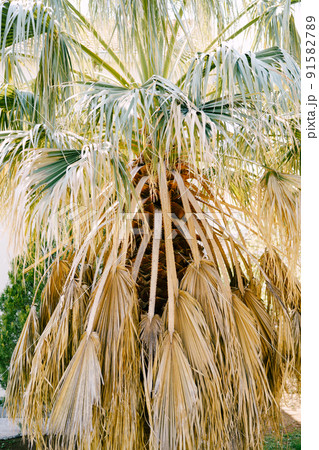 Large palm tree with yellow leaves 91582789