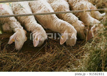Sheep eat hay from a feeder behind a hedge Sheep eat hay from a feeder behind a hedge 91582831