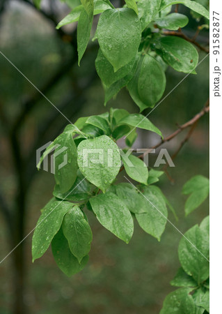 Branch of a tree with green leaves strewn with raindrops Branch of a tree with green leaves strewn with raindrops 91582877