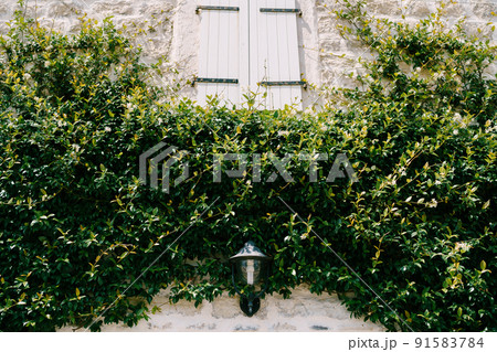 Fragment of a stone facade entwined with green ivy with shutters on the window 91583784