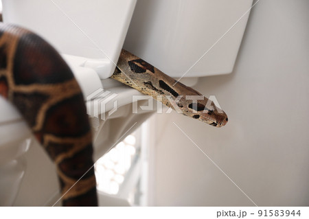 Brown boa constrictor on toilet bowl in bathroom Brown boa constrictor on toilet bowl in bathroom 91583944
