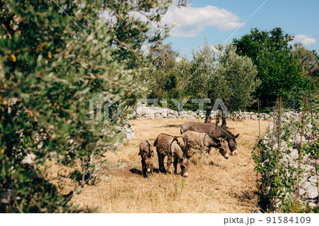 Gray donkeys graze on dry grass in a green park Gray donkeys graze on dry grass in a green park 91584109