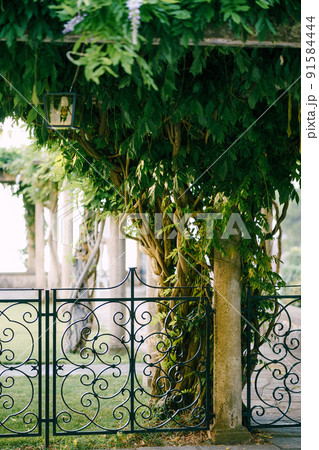 Beautiful low forged openwork fence in a green park Beautiful low forged openwork fence in a green park 91584444