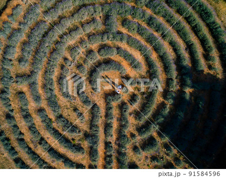 Bride and groom are holding hands, standing on a lavender maze field. Croatia. View from above 91584596