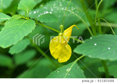 キツリフネ：ツリフネソウ科の花【緑背景】 91585088