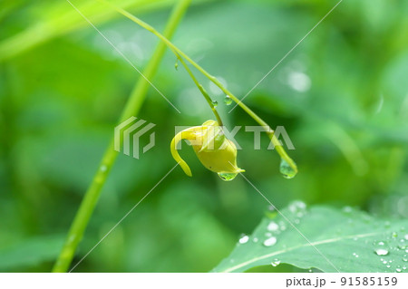 キツリフネの蕾：ツリフネソウ科の花【緑背景】 91585159