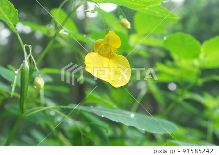 キツリフネ：ツリフネソウ科の花【緑背景】 91585242