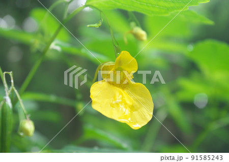 キツリフネ：ツリフネソウ科の花【緑背景】 91585243