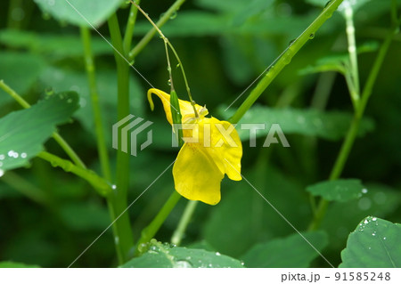 キツリフネ：ツリフネソウ科の花【緑背景】 91585248